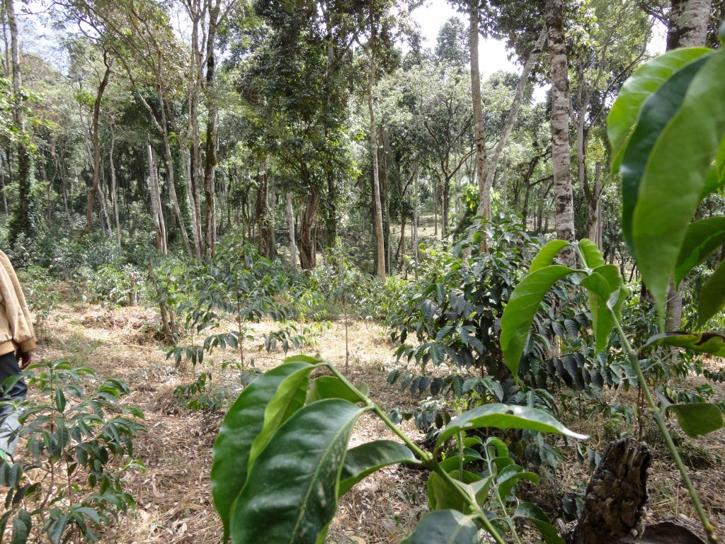 Shantawane | Ethiopie