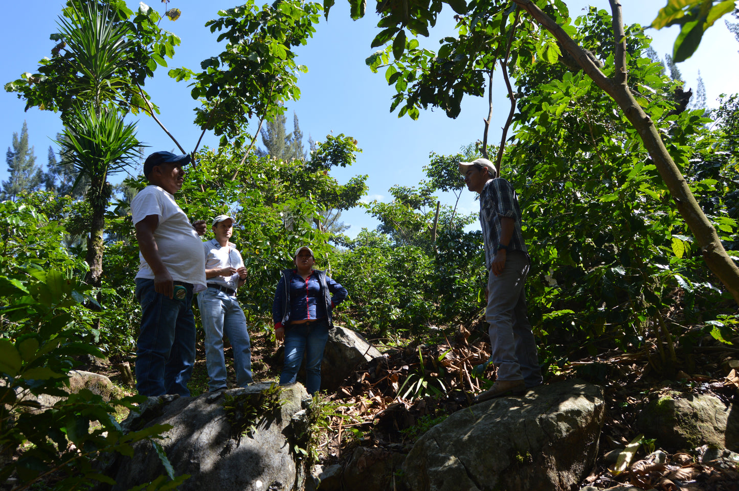 El Panal | Guatemala