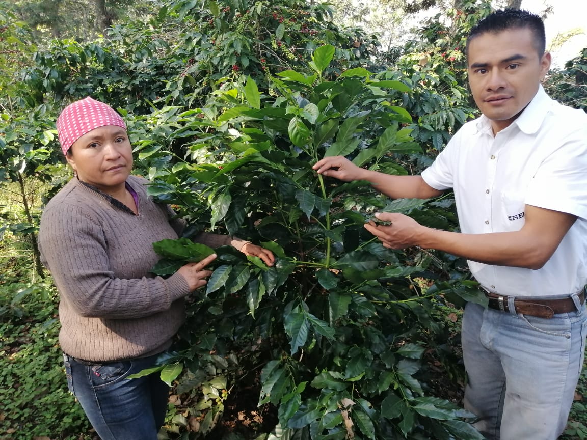 El Panal | Guatemala